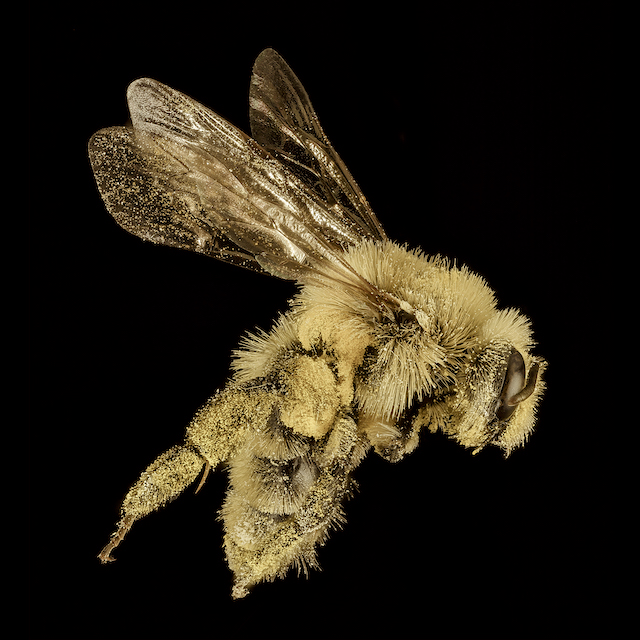 Andrena (Cnemidandrena) hirticincta Provancher, 1888