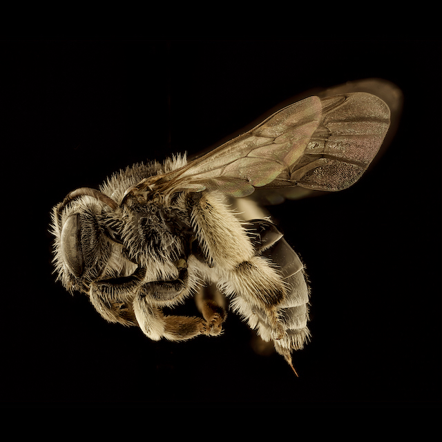 Macropis ciliata Patton, 1880