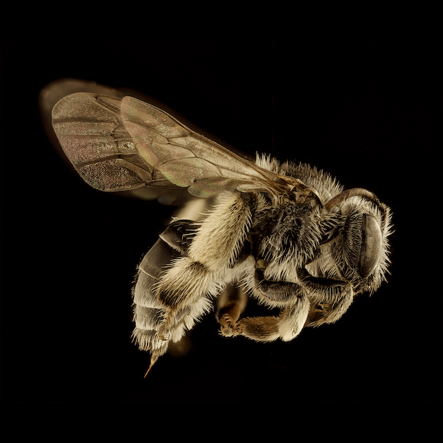 Macropis ciliata Patton, 1880