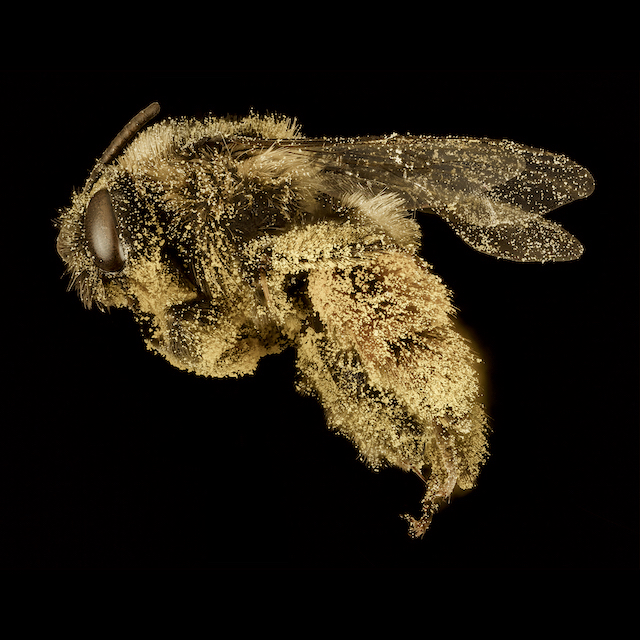 Melissodes (Heliomelissodes) desponsus Smith, 1854