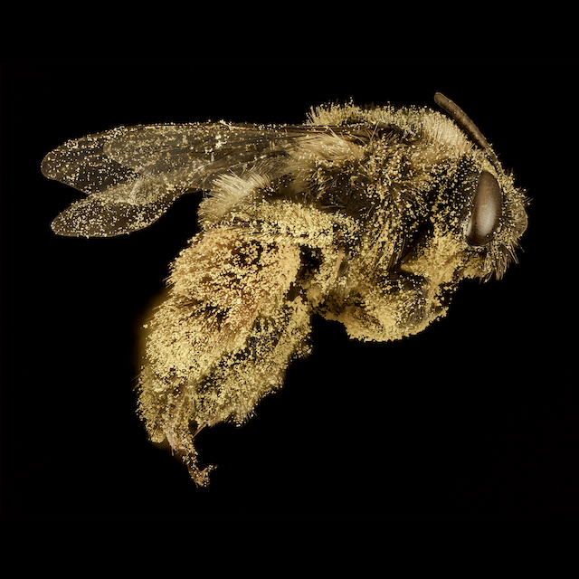 Melissodes (Heliomelissodes) desponsus Smith, 1854